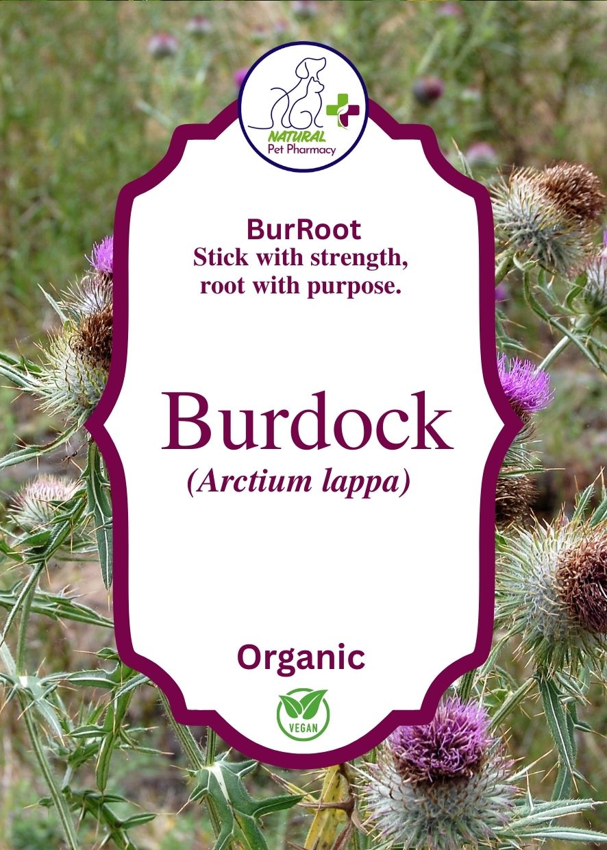 Burdock root for liver support, detox, healthy skin and immunity for cats, dogs and horses. Human Grade.