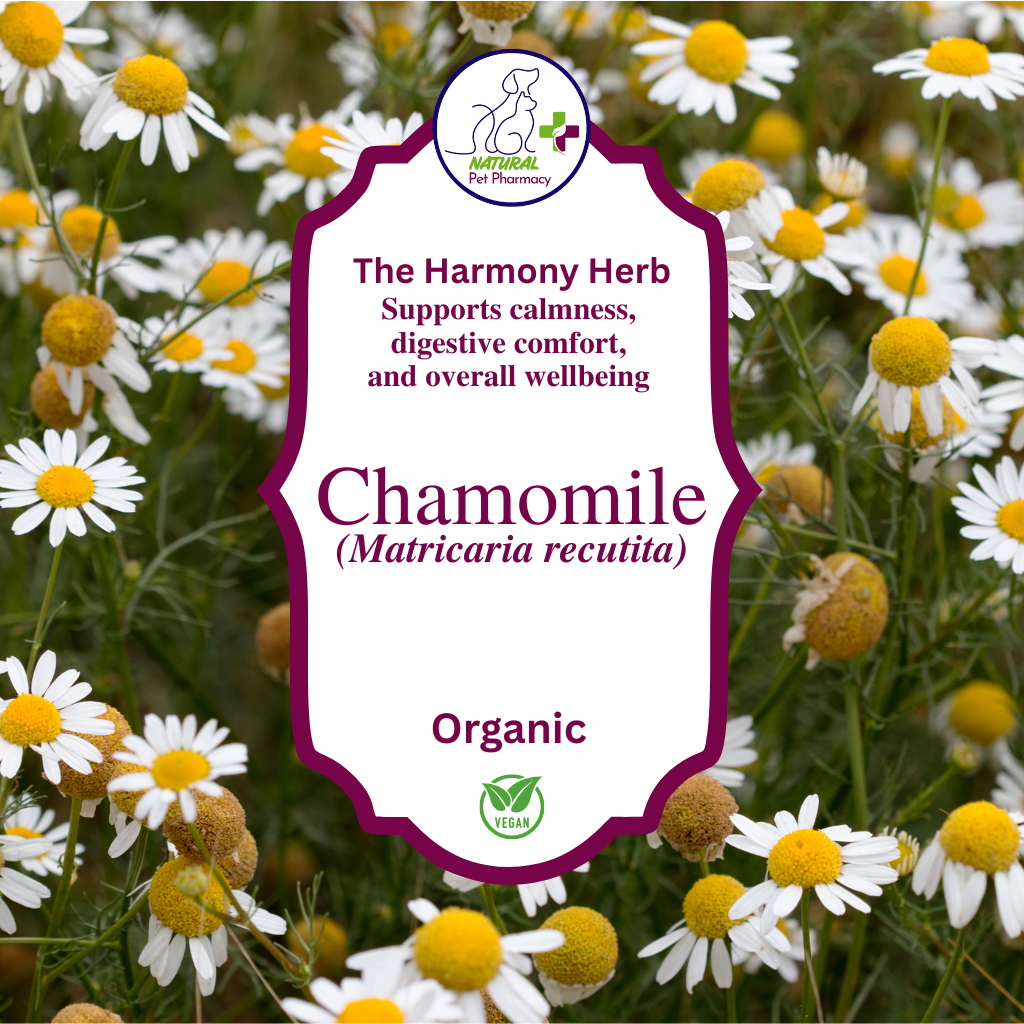 Chamomile