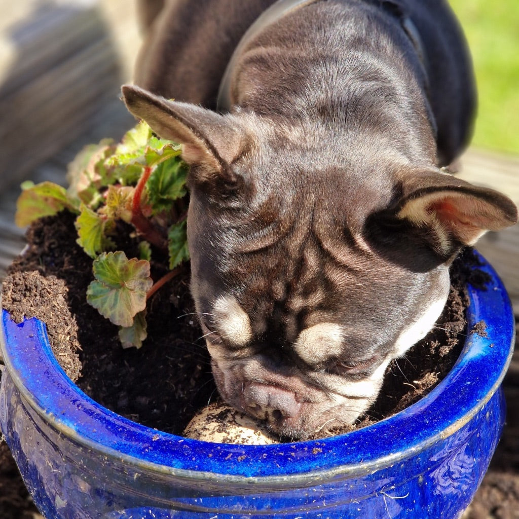 French Bulldog digging in plant pot