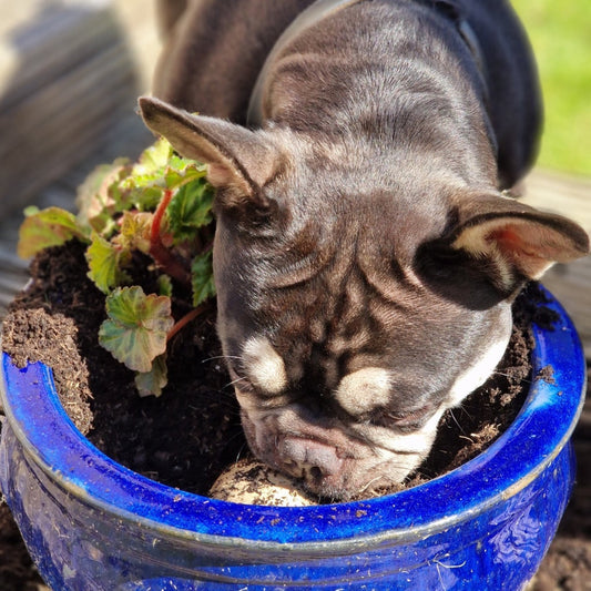 French Bulldog digging in plant pot