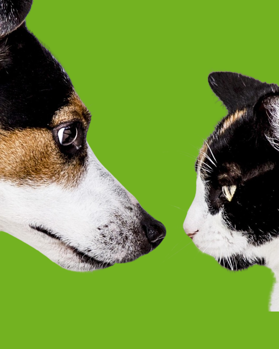 Dog and Cat face nose to nose. Blog sharing Natural Pet Supplements
