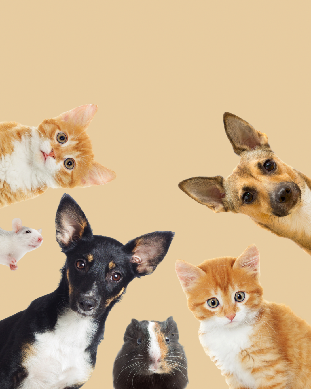 Pets in a circle looking down
