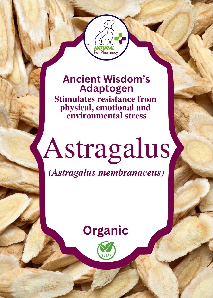 Astragalus an organic ancient adaptogen herb for immune support and to stimulate resistance from physical, emotional and environmental stress.