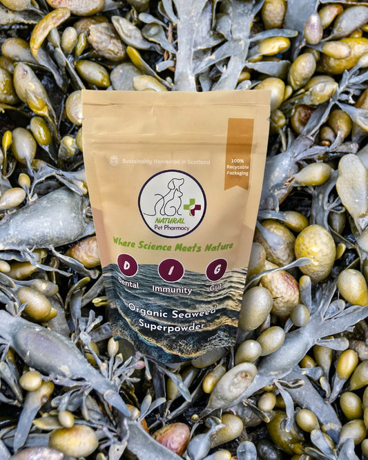 Organic Seaweed Superpowder for Dental, Immunity, Gut as well as Skin and Coat for pets. Human Grade.