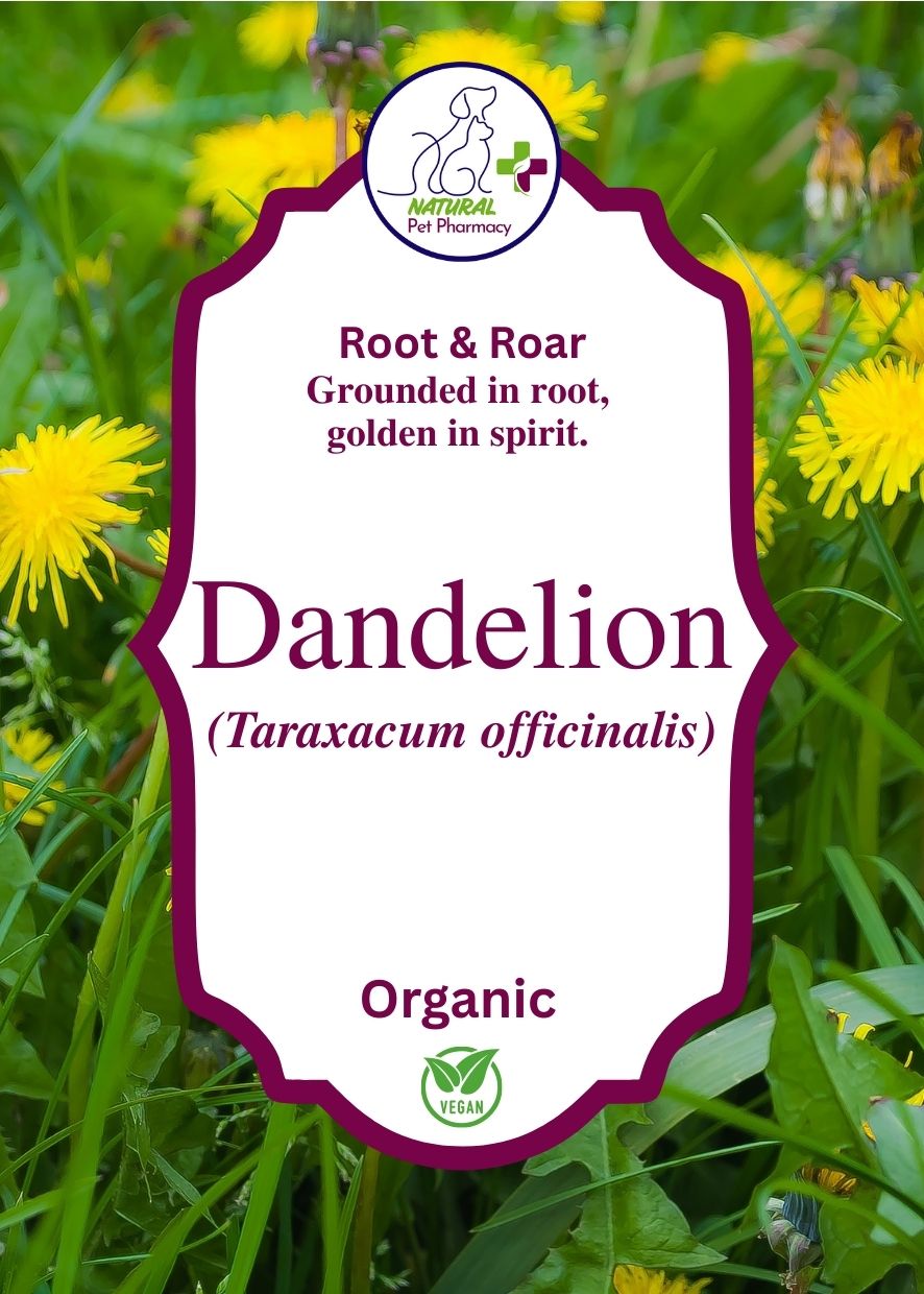 Dandelion root, grounded in root, golden in spirit for cats, dogs and horses. Supports liver and kidneys, digestion and acts as an anti-inflammatory.