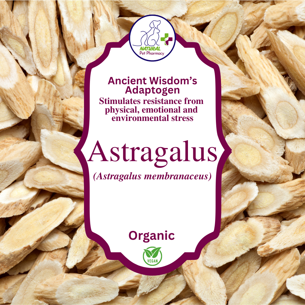 Astragalus