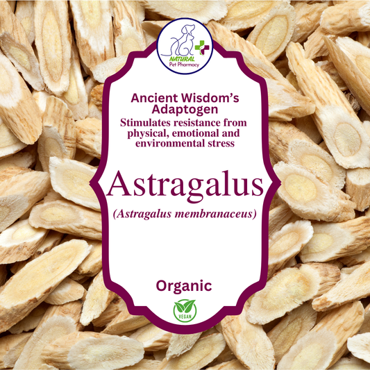 Astragalus