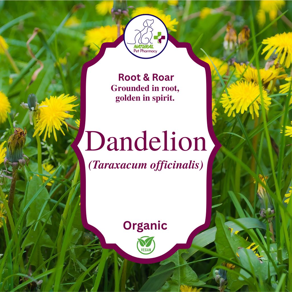 Dandelion