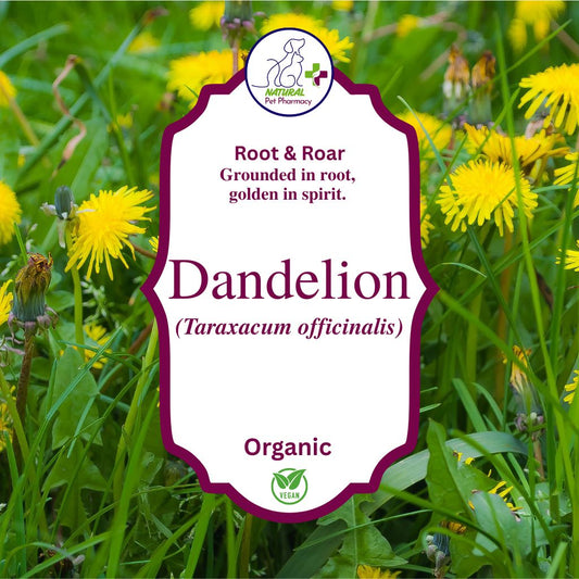 Dandelion