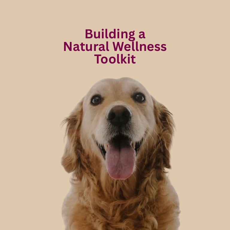 Building a Natural Wellness Toolkit for Dogs