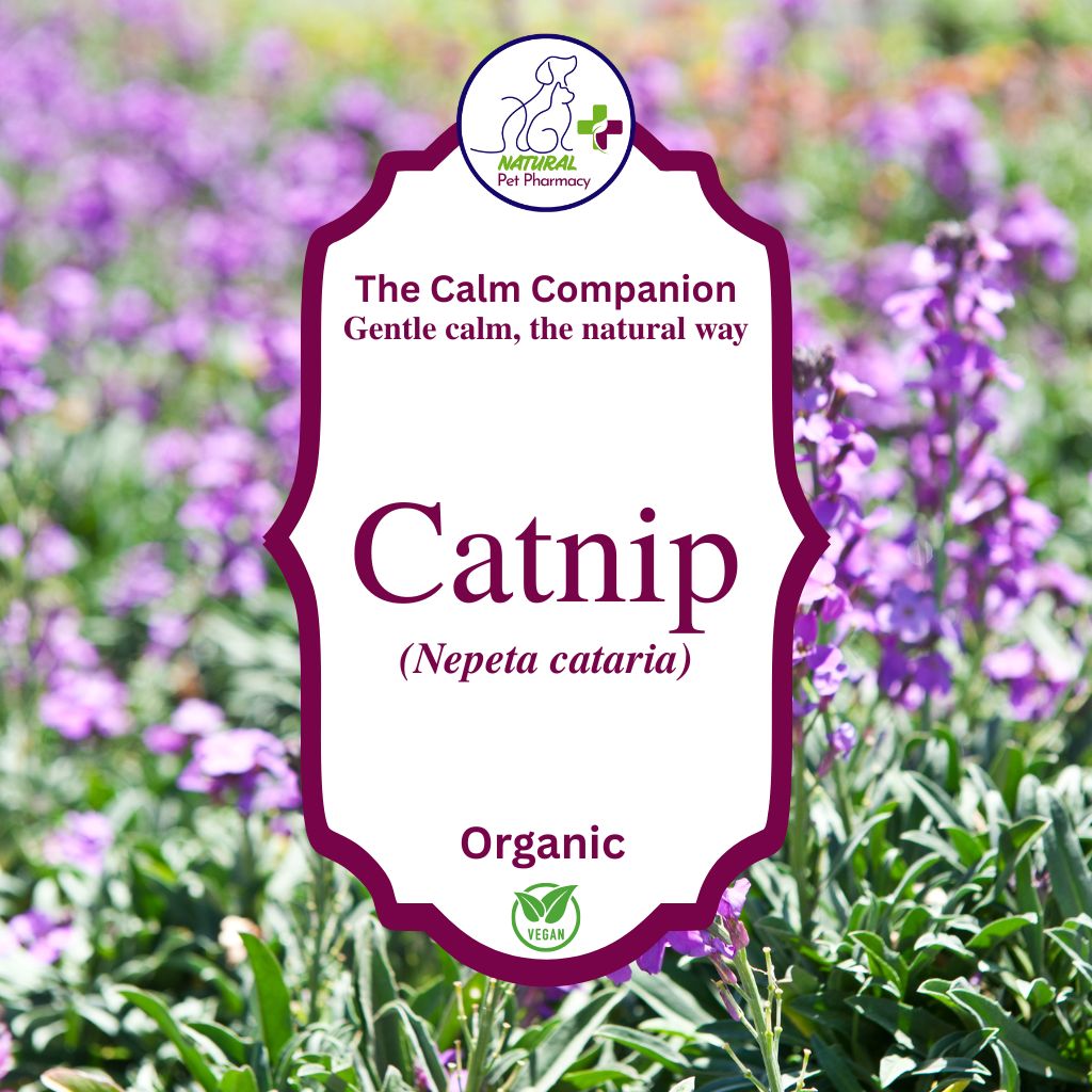 Catnip