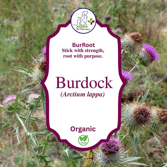 Burdock